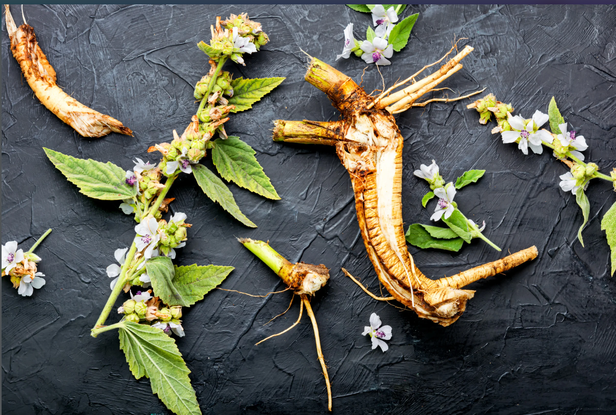 November 16th, Root In & Heal: Healing Roots + DIY Tincture Workshop