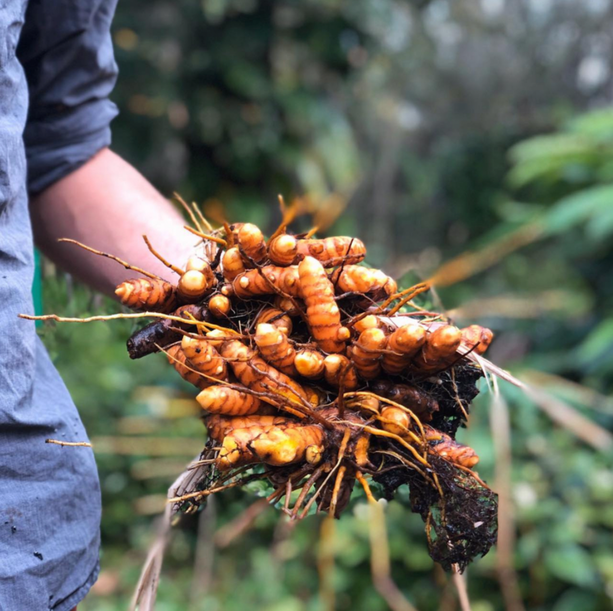 Turmeric root herbalism