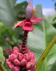 Flower Essence Therapy Session