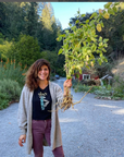 November 16th, Root In & Heal: Healing Roots + DIY Tincture Workshop