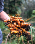 Turmeric root herbalism
